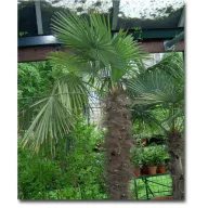 Kínai kenderpálma (Trachycarpus fortunei) 5 szem