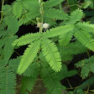 Szemérmes mimóza (Mimosa pudica) 5 szem
