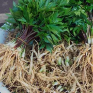 Valódi ginzeng (Panax ginzeng) 5 szem