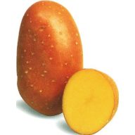 Burgonya vetőgumó "Laura" 5 kg