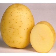 Burgonya vetőgumó "Marabel" 5 kg