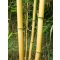 Bambuszkaró 210 cm 26-28 mm