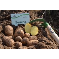Burgonya vetőgumó "Bernina" 50 db