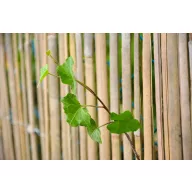 Hasított bambuszfonat Bamboocane 1x5m
