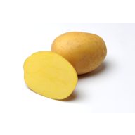 Burgonya vetőgumó "Anuschka" 50 db