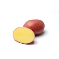 Burgonya vetőgumó "Red Sonia" 50 db