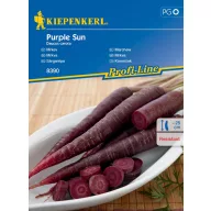 Sárgarépa lilásfekete Purple Sun Kiepenkerl