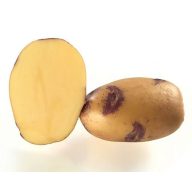 Burgonya vetőgumó lila szemű "Blue Belle" 50 db