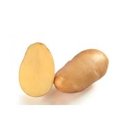   Burgonya vetőgumó "Samba Grill" grillburgonya 50 db