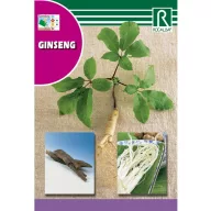 Ginseng Rocalba 4 szem