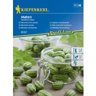 Mexican mini (datoya) cucumber Matteo Kiepenkerl 8 pcs