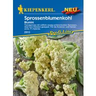 Cauliflower flower buds Blumini F1 Kiepenkerl 15 pcs