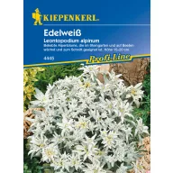 Havasi gyopár Kiepenkerl 30 db