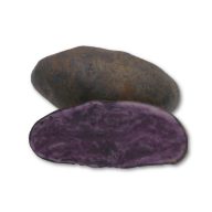 Burgonya vetőgumó lila "Blaue St. Galler" 50 db