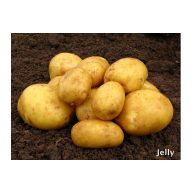 Burgonya vetőgumó "Corinna" 50 db