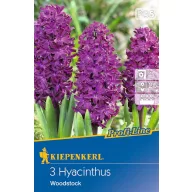 Virághagyma Jácint Woodstock 3 db Kiepenkerl