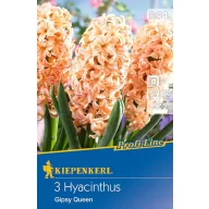 Virághagyma Jácint Gipsy Queen 3 db Kiepenkerl