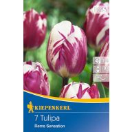 Virághagyma Tulipán Triumph Rems Sensation 7db Kiepenkerl