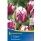 Virághagyma Tulipán Triumph Rems Sensation 7db Kiepenkerl