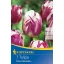 Bulb Tulip Triumph Rems Sensation 7pcs Kiepenkerl