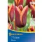 Virághagyma Tulipán Triumph Muvota 7 db Kiepenkerl