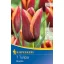 Bulb Tulip Triumph Muvota 7 bulbs Kiepenkerl