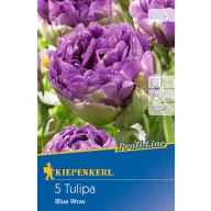 Virághagyma Tulipán Blue Wow 5db Kiepenkerl