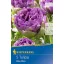 Virághagyma Tulipán Blue Wow 5db Kiepenkerl