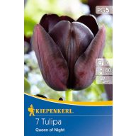 Virághagyma Tulipán Queen of Night 7 db Kiepenkerl