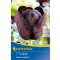 Virághagyma Tulipán Queen of Night 7 db Kiepenkerl