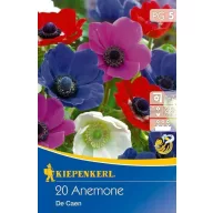   Virághagyma Szellőrózsa (Anemone) színkeverék De Caen 20 db Kiepenkerl