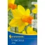 Bulb Botanical daffodil Jetfire 5 pcs, Kiepenkerl