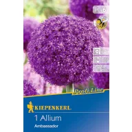 Virághagyma Díszhagyma Ambassador 1 db Kiepenkerl