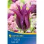 Virághagyma Tulipán Purple Doll 7 db Kiepenkerl