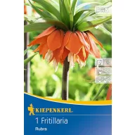 Virághagyma Császárkorona Rubra 1 db Kiepenkerl