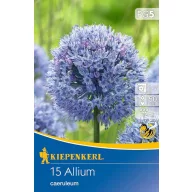 Virághagyma Díszhagyma (Allium careuleum) 15 db Kiepenkerl