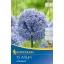 Flowering Onion Ornamental Onion (Allium careuleum) 15 pcs Kiepenkerl