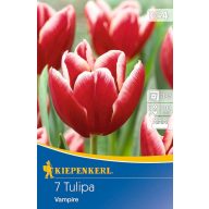 Virághagyma Tulipán Vampire 7 db Kiepenkerl