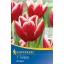 Virághagyma Tulipán Vampire 7 db Kiepenkerl