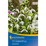 Virághagyma Hóvirág woronowii 15 db Kiepenkerl