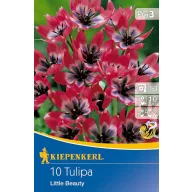Virághagyma Tulipán Little Beauty 10 db Kiepenkerl