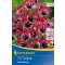 Virághagyma Tulipán Little Beauty 10 db Kiepenkerl