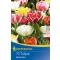 Virághagyma Tulipán teltvirágú Murillo Mix 10 db Kiepenkerl