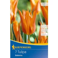 Virághagyma Tulipán Ballerina 7 db Kiepenkerl