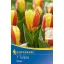 Flower bulb Tulip Stresa 7 pcs Kiepenkerl