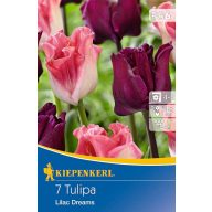   Virághagyma Tulipán színkeverék Lilac Dreams 7 db Kiepenkerl