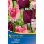Virághagyma Tulipán színkeverék Lilac Dreams 7 db Kiepenkerl