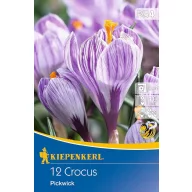 Virághagyma Nagyvirágú Krókusz Pickwick 12 db Kiepenkerl