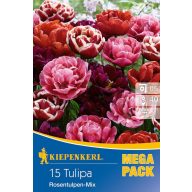   Virághagyma Tulipán Teltvirágú Mega Pack Rosentulpen-Mix 15 db Kiepenkerl