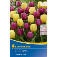 Virághagyma Tulipán mix Colourful Flair 10 db Kiepenkerl